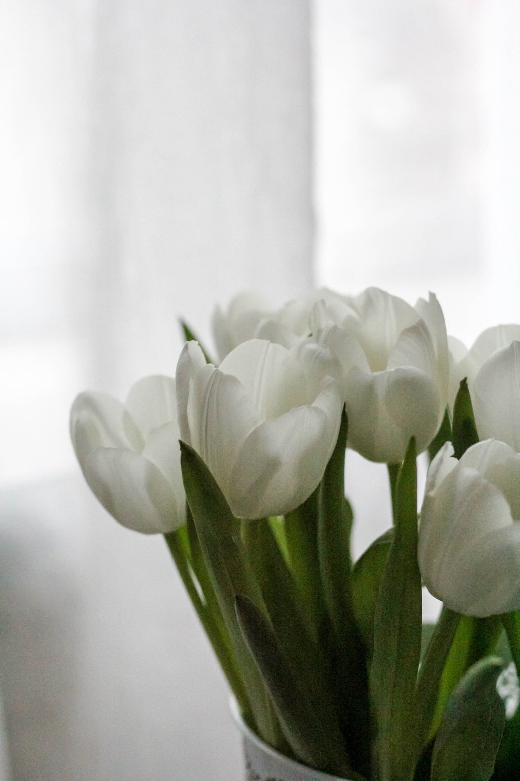 Bouquet of Fresh White Tulips Aesthetic